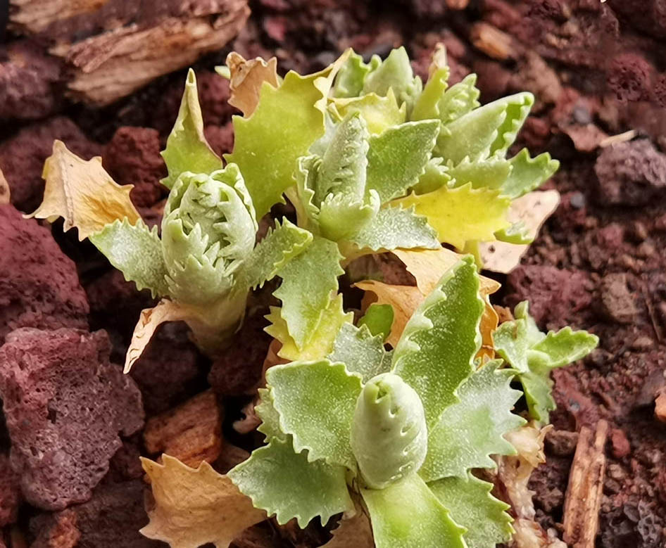 Primula marginata forme collectée